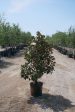 Claudia Wannamaker Magnolia - Magnolia Grandiflora  Claudia Wannamaker  Online now