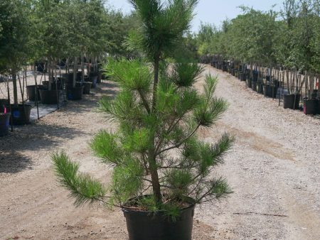 Japanese Black Pine - Pinus Thunbergii on Sale