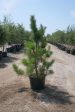 Japanese Black Pine - Pinus Thunbergii on Sale