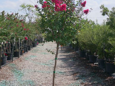 Tuscarora (Tree Form) Crape Myrtle, Pink - Lagerstroemia Indica x Fauriei  Tuscarora  Online Sale