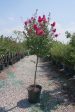 Tuscarora (Tree Form) Crape Myrtle, Pink - Lagerstroemia Indica x Fauriei  Tuscarora  Online Sale