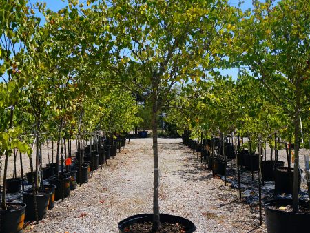 Mexican Red Bud - Cercis Mexicana Discount