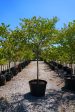 Mexican Red Bud - Cercis Mexicana Discount