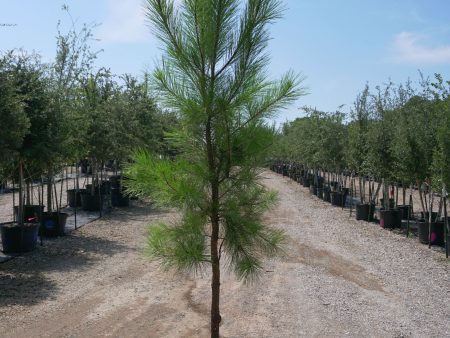 Loblolly Pine - Pinus Taeda Cheap