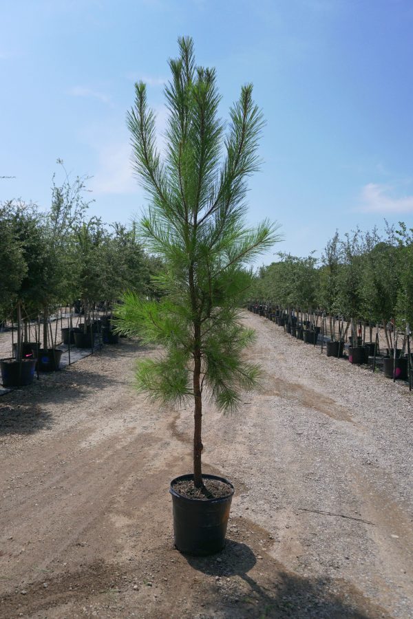 Loblolly Pine - Pinus Taeda Cheap