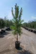 Loblolly Pine - Pinus Taeda Cheap