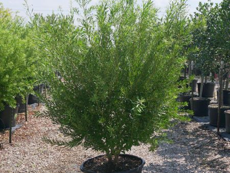 Southern Wax Myrtle - Myria Cerifera Online Hot Sale