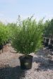 Southern Wax Myrtle - Myria Cerifera Online Hot Sale