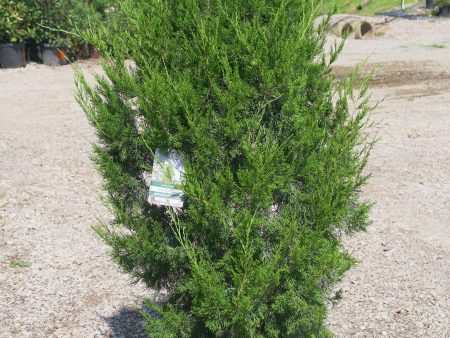 Brodie Cedar - Juniperus Virginiana  Brodie  Online now