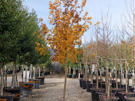 Shantung Maple -  Fire Dragon  Additional Cultivars In Stock:  Main Street     Norwegian Sunset      Pacific Sunset     Ruby Sunset     Urban Sunset  Online now