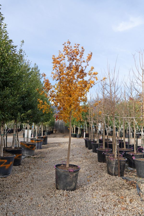 Shantung Maple -  Fire Dragon  Additional Cultivars In Stock:  Main Street     Norwegian Sunset      Pacific Sunset     Ruby Sunset     Urban Sunset  Online now