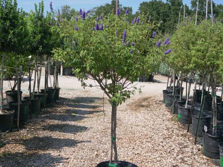 Blue Bayou Chaste Tree (Tree Form) - Vitex Agnus-Castus Online Sale