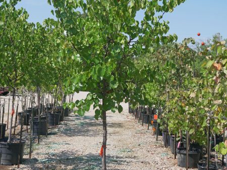 Oklahoma Red Bud - Cercis Reniformis  Oklahoma  Discount