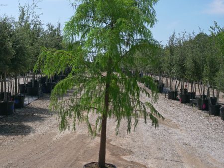 Bald Cypress - Taxodium Distichum For Discount