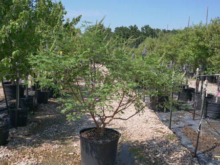 Blue Bayou Chaste Tree - Vitex Agnus-Castus For Sale