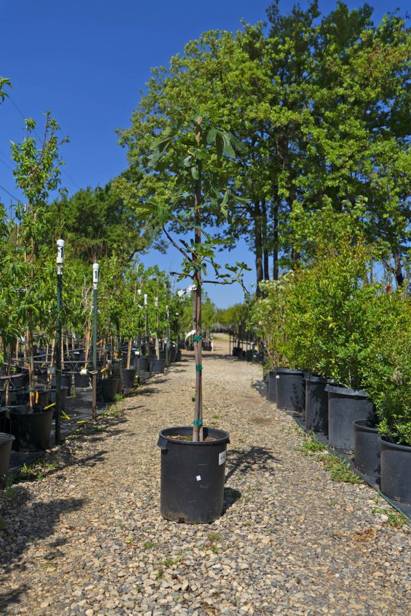 Fig Tree - Ficus Carica Online