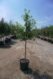 Bur Oak - Quercus Macrocarpa Sale