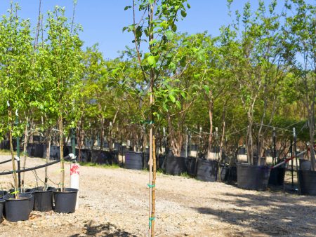 Apple Tree - Malus Domestica Online Hot Sale