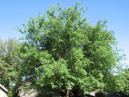 Lacebark Elm - Ulmus Parvifolia Online Hot Sale