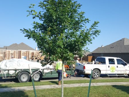 Shumard Red Oak - Quercus Shumardii - OUR BEST SELLER - Supply