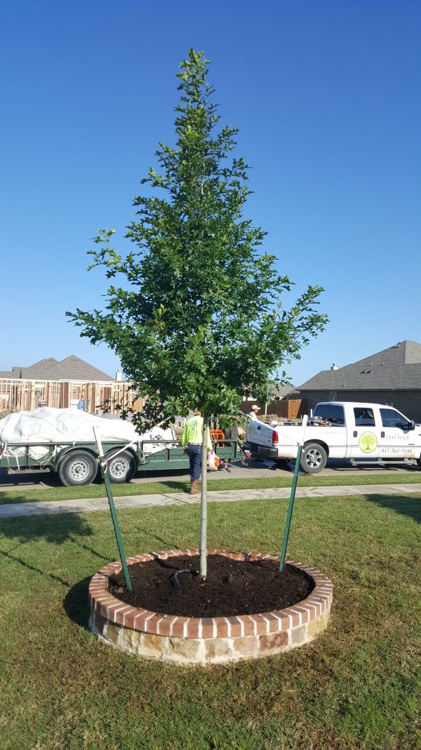 Shumard Red Oak - Quercus Shumardii - OUR BEST SELLER - Supply