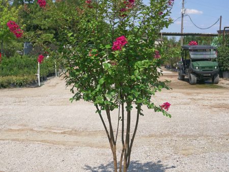 Tonto Crape Myrtle, Red - Lagerstroemia Indica  Tonto  Discount