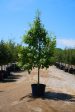 Texas Red Oak - Quercus Buckleyi Online Hot Sale