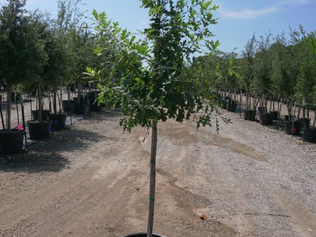 Bur Oak - Quercus Macrocarpa Fashion