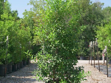 Savannah Holly Shrub - Ilex x Attenuata  Savannah  Online Sale