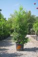 Savannah Holly Shrub - Ilex x Attenuata  Savannah  Online Sale