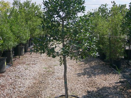 Nellie R. Stevens Holly (Tree Form) - Ilex x  Nellie R. Stevens  Supply