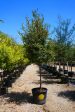 Cedar Elm - Ulmus Crassifolia Fashion