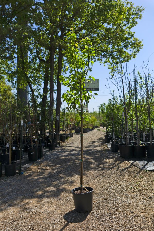 Persimmon Tree - Dospyros Virginiana Online Hot Sale